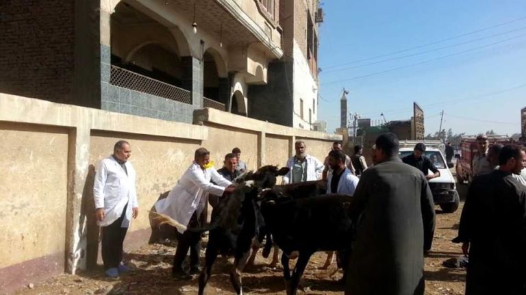 بيطــري الشــرقية يحـصن 688 رأس ماشية ضد مرض الحمى القلاعية