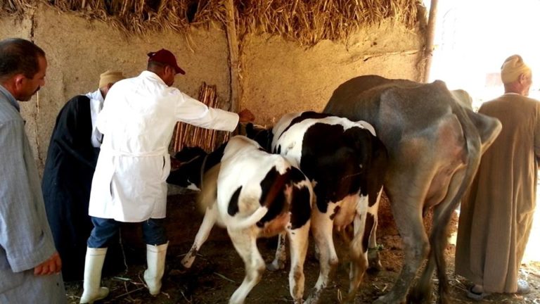 بيطري الشرقية يحصن الماشية ضد مرض الحمي القلاعية