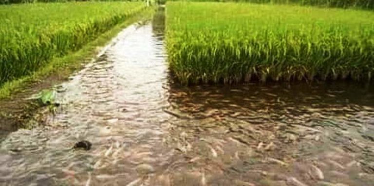 تسليم زريعة الأسماك للمزارعين والبدء بزراعتها بحقول الأرز بالشرقية