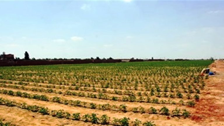غرب المنيا تبدأ موسم زراعه القمح “
