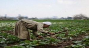 فيديو.. خبير زراعى يشدد علي ضرورة التنوع في مصادر المياه لتنفيذ مشروعات الأمن الغذائي