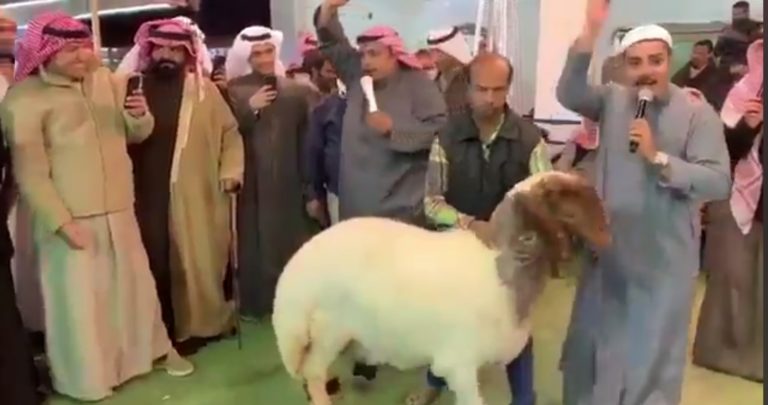 بالفيديو : نعجة تباع بمبلغ خيالي في مزاد علني بقيمة 40 ألف دينار !