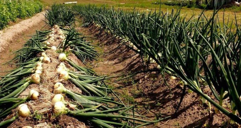 فيديو.. لأول مرة نجاح تجربة زراعة البصل بنظام الأورجانيك