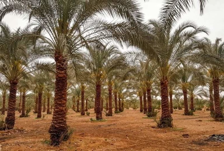 فيديو.. علماء بمركز البحوث الزراعية ينجحون في إنتاج ٧ آلاف نسيج نخيل