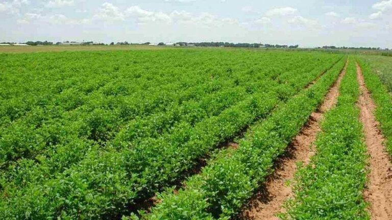 فيديو.. تشغيل ٩٣ مشروع بأول منطقة خدمية فى أراضى الـ١.٥ مليون فدان بالمغرة