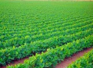 فيديو.. 300 أسرة يطالبون بأراضى بديلة بعد انتزاع أراضيهم ضمن إحداثيات مدينة العلمين الجديدة