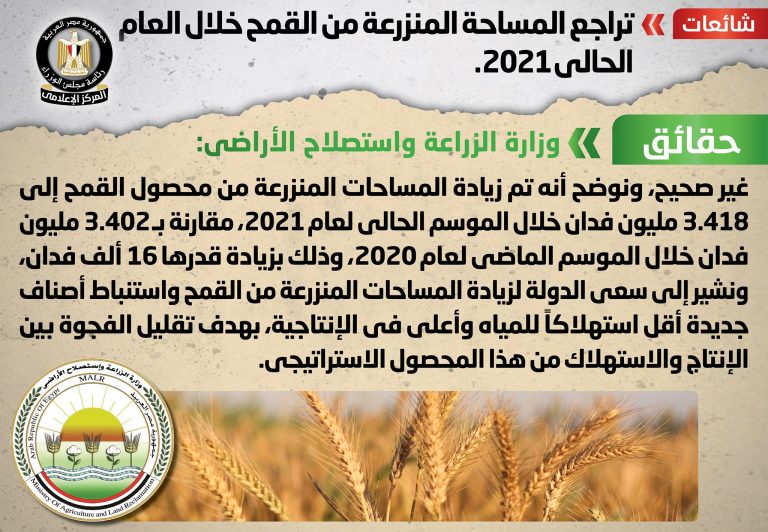 شائعة: تراجع المساحة المنزرعة من القمح خلال العام الحالي 2021