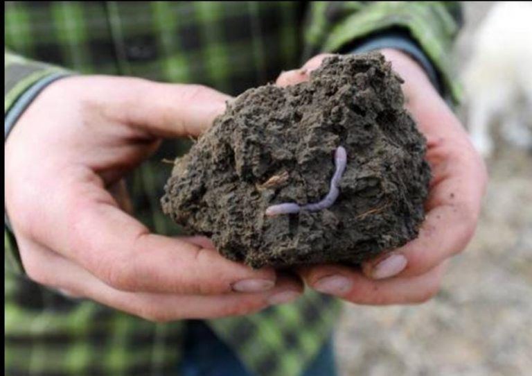 لجوء شركة Insectta فى سنغافورة للحشرات لتحويل القمامة إلى كنز.