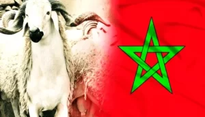 المغرب