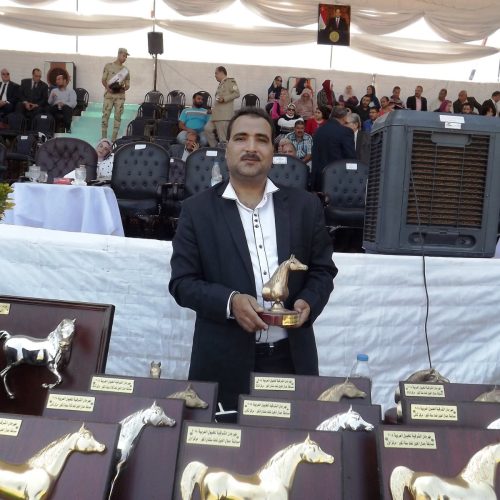 مهرجان الخيول العربية نقل مهرجان الخيول بلبيس العاشر من رمضان تراث الخيول الأصيلة منصور عبدالمنعم