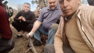 تمساح