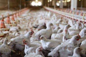 إنفلونزا الطيور