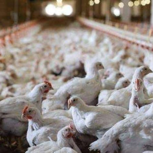 إنفلونزا الطيور