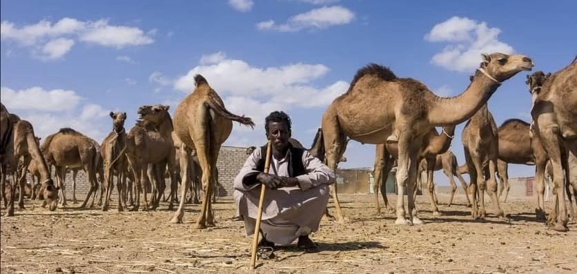 تجمع للإبل مع رجال من قبائل جنوب البحر الأحمر في منطقة شلاتين