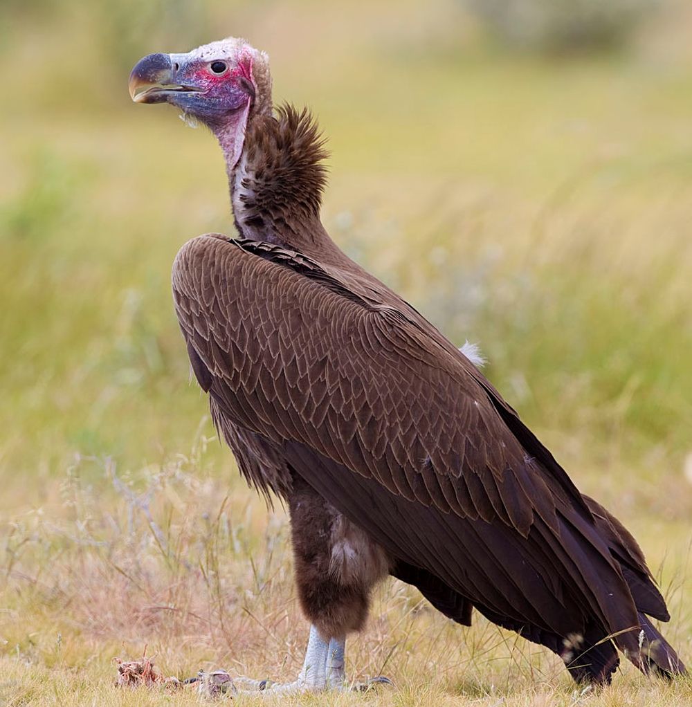 نسر أذون أو العقابي النوبي 