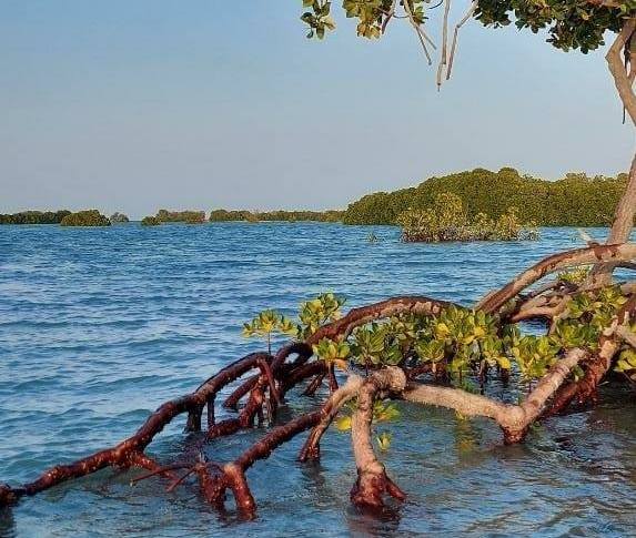 غابات المانجروف شواطئ ايرا دَبا جنوبي شلاتين