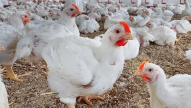 أسعار الدواجن اليوم