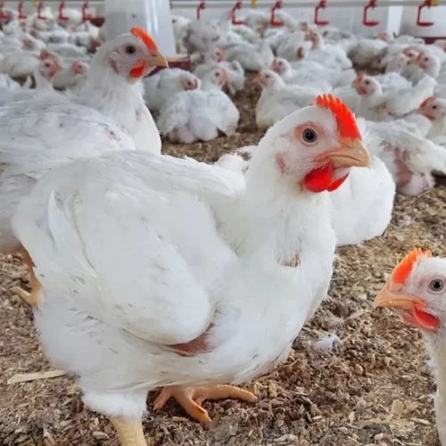 أسعار الدواجن اليوم