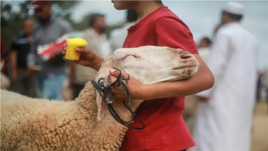 الأضحية