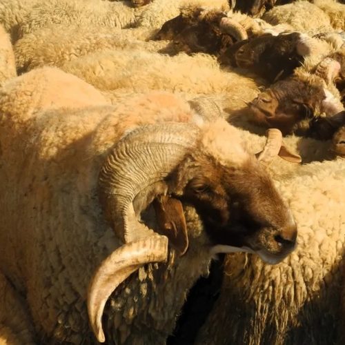 الأضاحي