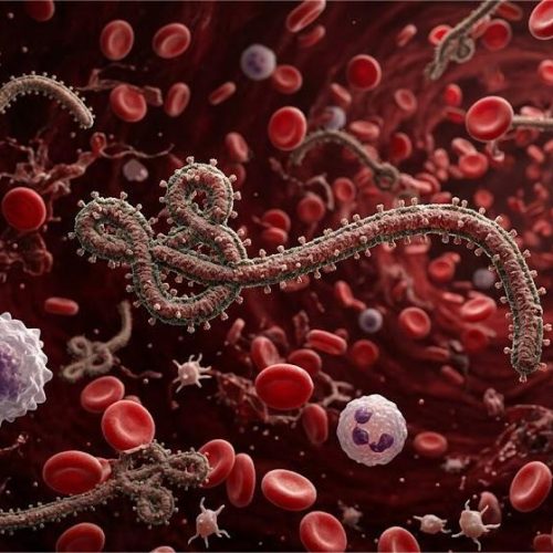 صورة مجهرية دقيقة توضح شكل فيروس إيبولا القاتل باللون الأحمر