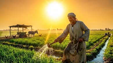 حقل زراعي في مصر تحت أشعة الشمس الساخنة مركز معلومات تغير المناخ