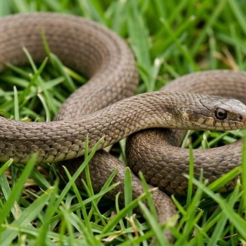 لدغة ثعبان وإصابة شاب وسيدة بمحافظة الغربية السنطة