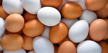 أسعار البيض